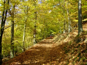 Radweg im Wald